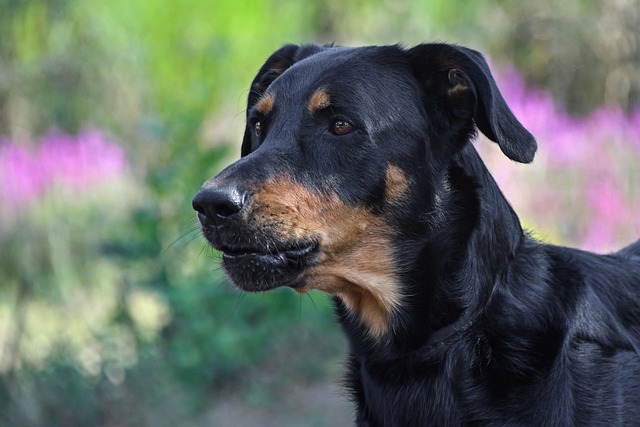 Beaucerony i "Królewski Rozkaz": Jak selekcja hodowlana w XIX wieku ukształtowała charakter i umiejętności psów pasterskich na potrzeby dworu? - 7 2025