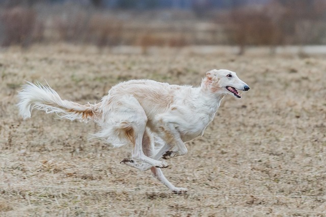 ** Analiza biomechaniki ruchu małych ras psów podczas agility i jej wpływ na konstrukcję przeszkód domowych. - 5 2025