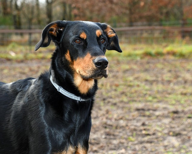 **Beaucerony - Niezauważeni Bohaterowie Wojny Francusko-Pruskiej: Jak Psy Pasterskie Wspierały Komunikację i Logistykę?** - 5 2025