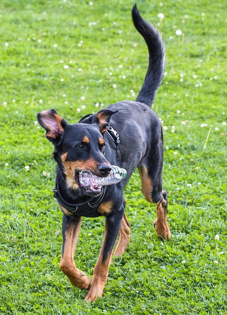 Beauceron - Niezwykła Inteligencja i Wrażliwość - 1 2025