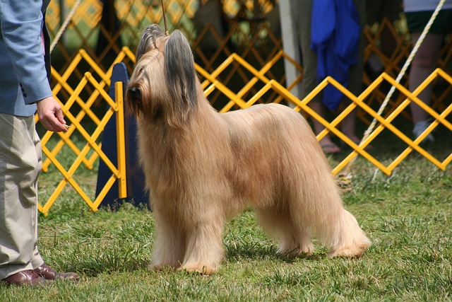 Briard – Tajemnice psich korzeni, czyli jak pasterska rasa stała się strażnikiem rodzinnego ogniska