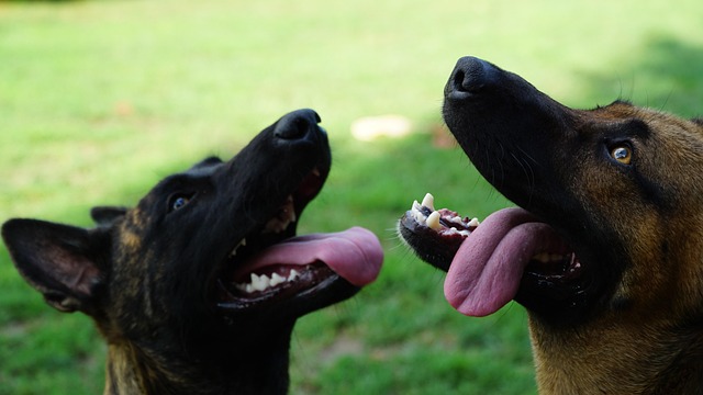 Owczarki Belgijskie Malinois: Ciche Legendy Wojny Hybrydowej - Od Min Szukających po Cyber-Patrole - 1 2025
